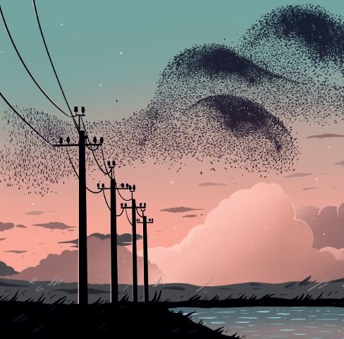 Murmuration