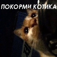 Покорми котика