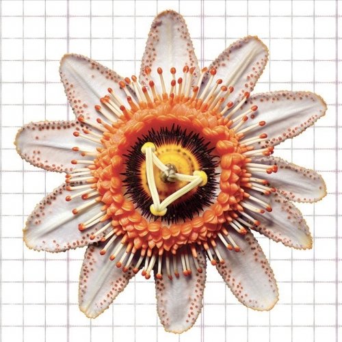 Passiflora