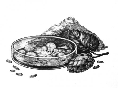 SKETCH:Brett Barleywine
